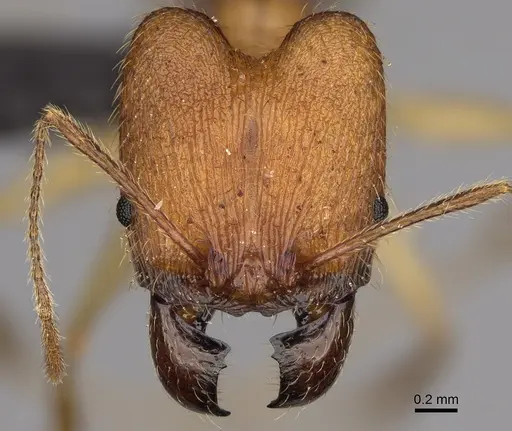 Pheidole flavodepressa - CASENT0243625