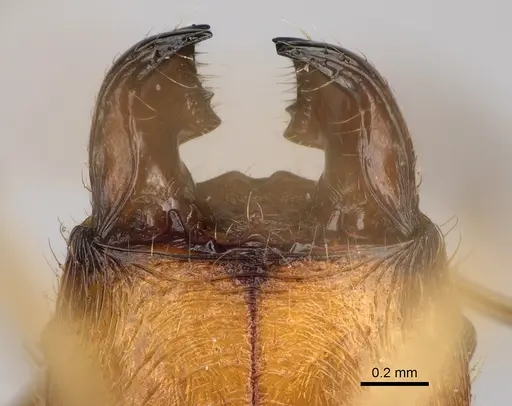 Pheidole flavodepressa - CASENT0243625