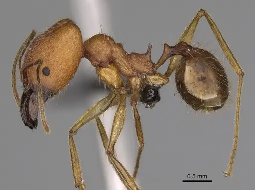 Pheidole flavodepressa - CASENT0243625