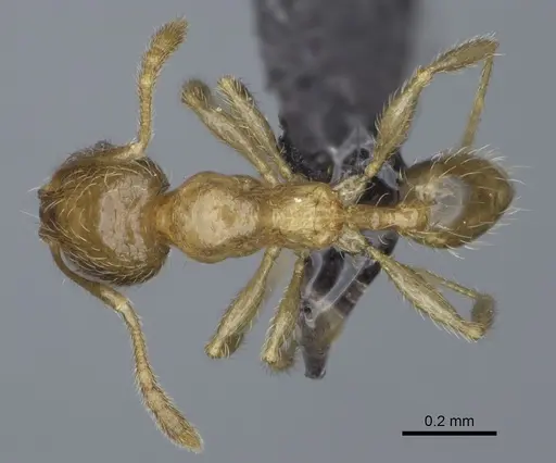 Pheidole flavominuta specimen