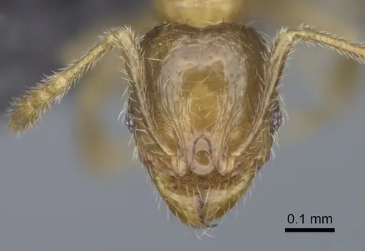 Pheidole flavominuta specimen