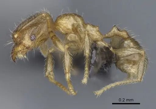 Pheidole flavominuta specimen