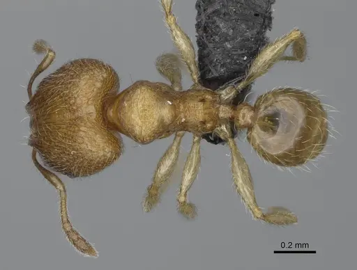 Pheidole flavominuta - CASENT0923272