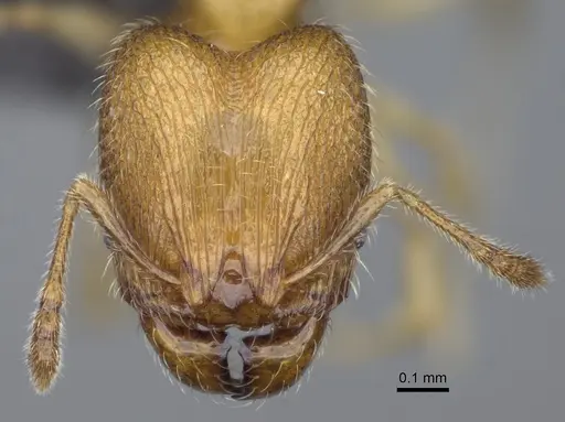 Pheidole flavominuta - CASENT0923272