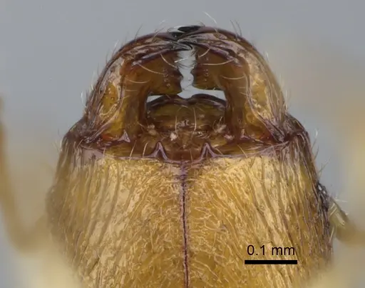 Pheidole flavominuta - CASENT0923272
