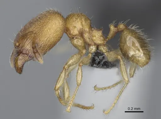 Pheidole flavominuta - CASENT0923272
