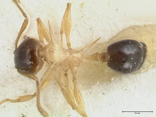 Pheidole flavothoracica specimen