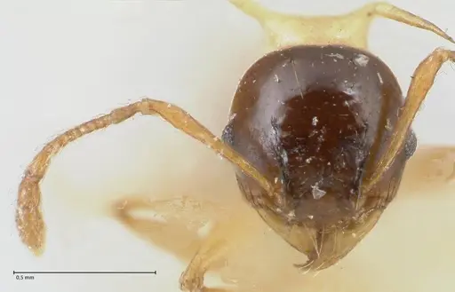 Pheidole flavothoracica specimen