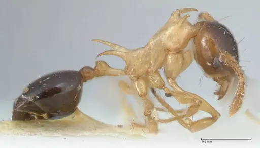 Pheidole flavothoracica - FOCOL1568