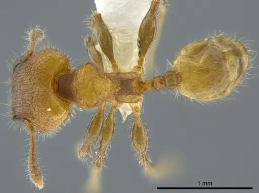 Pheidole floricola specimen