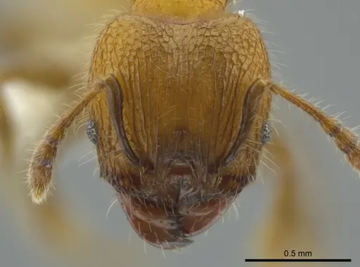 Pheidole floricola specimen