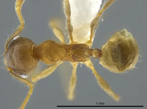 Pheidole floricola - CASENT0619559