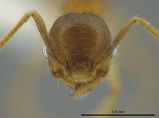 Pheidole floricola - CASENT0619559