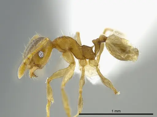 Pheidole floricola - CASENT0619559