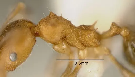 Pheidole floricola - CASENT0635468