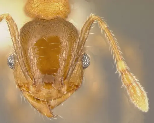 Pheidole floricola - CASENT0635468