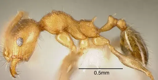 Pheidole floricola - CASENT0635468