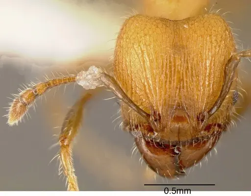 Pheidole floricola - INBIOCRI002281350