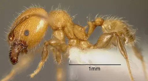 Pheidole floricola - INBIOCRI002281350