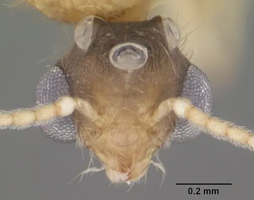 Pheidole floridana specimen