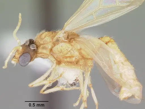 Pheidole floridana specimen