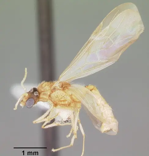 Pheidole floridana - CASENT0104400