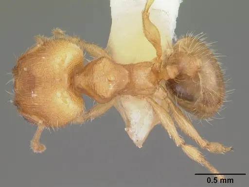 Pheidole floridana - CASENT0104401