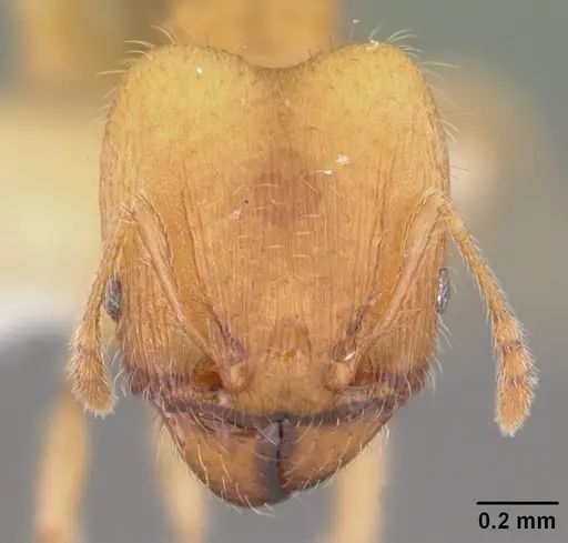 Pheidole floridana - CASENT0104401