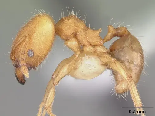 Pheidole floridana - CASENT0104401