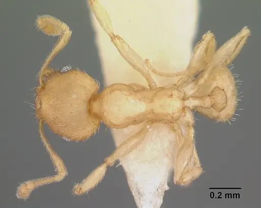 Pheidole floridana - CASENT0104402