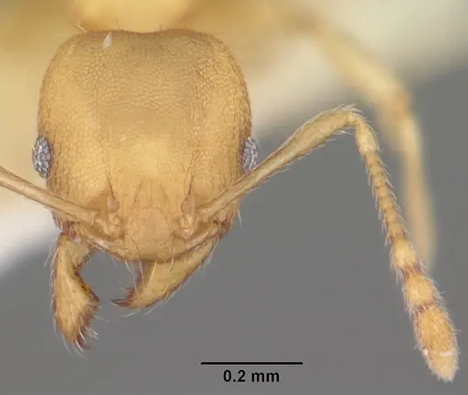 Pheidole floridana - CASENT0104402