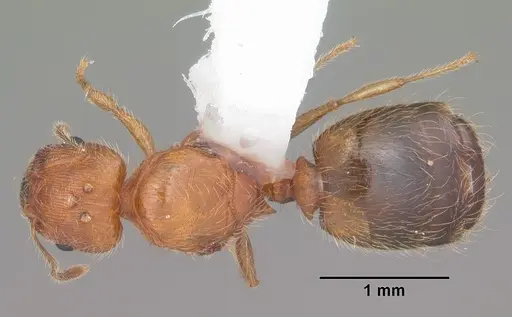 Pheidole floridana - CASENT0104403
