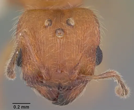 Pheidole floridana - CASENT0104403