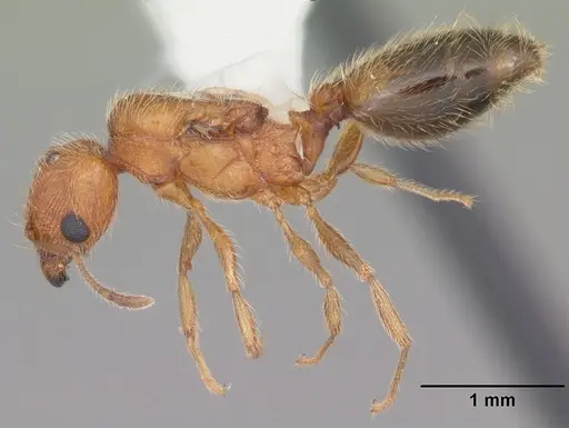 Pheidole floridana - CASENT0104403