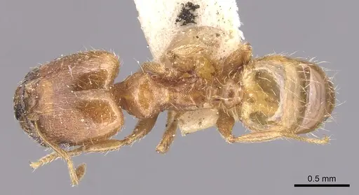Pheidole floridana - CASENT0904424