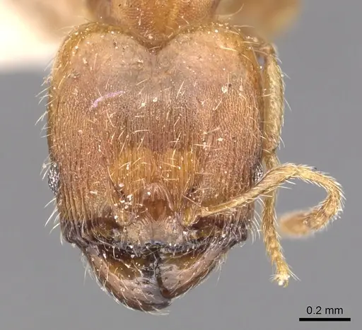 Pheidole floridana - CASENT0904424