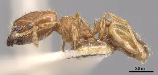 Pheidole floridana - CASENT0904424