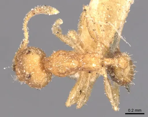 Pheidole floridana - CASENT0904425