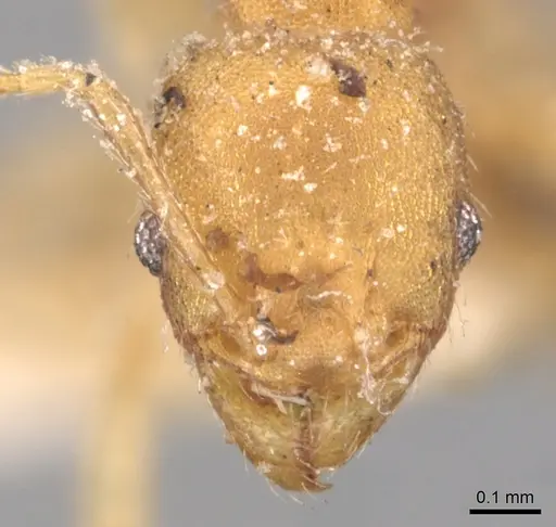 Pheidole floridana - CASENT0904425