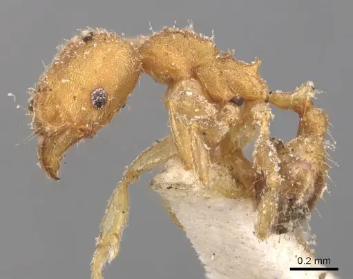 Pheidole floridana - CASENT0904425
