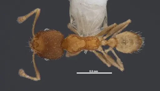 Pheidole floridana - FMNHINS0000078504