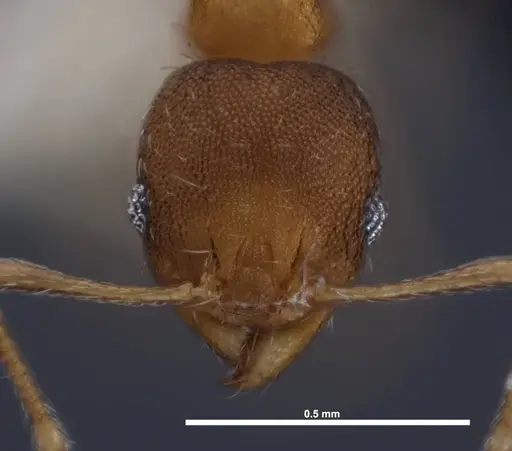 Pheidole floridana - FMNHINS0000078504