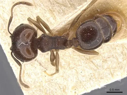 Pheidole foederalis specimen
