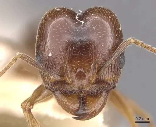 Pheidole foederalis specimen