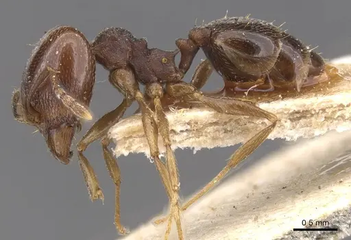 Pheidole foederalis specimen