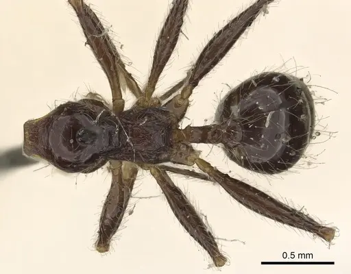 Pheidole foreli specimen