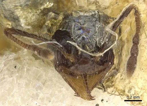 Pheidole foreli specimen