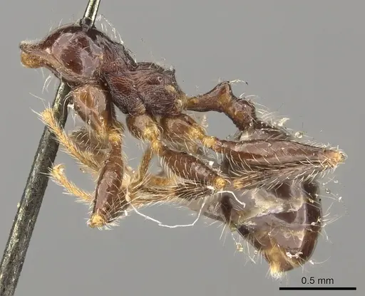 Pheidole foreli specimen
