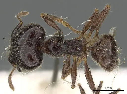 Pheidole foreli - CASENT0901305