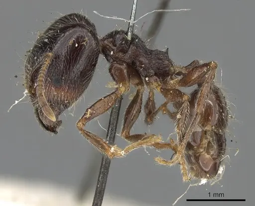 Pheidole foreli - CASENT0901305